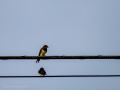 Golondrina común - Hirundo rustica - Oreneta