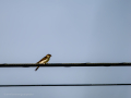 Golondrina común - Hirundo rustica - Oreneta