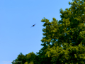 Golondrina común - Hirundo rustica - Oreneta