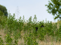 Golondrina común - Hirundo rustica - Oreneta