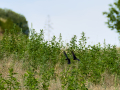 Golondrina común - Hirundo rustica - Oreneta