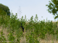 Golondrina común - Hirundo rustica - Oreneta