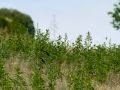 Golondrina común - Hirundo rustica - Oreneta