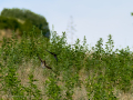 Golondrina común - Hirundo rustica - Oreneta