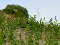 Golondrina común - Hirundo rustica - Oreneta