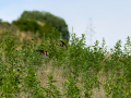 Golondrina común - Hirundo rustica - Oreneta