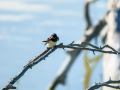 Golondrina común - Hirundo rustica - Oreneta