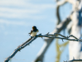 Golondrina común - Hirundo rustica - Oreneta