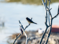 Golondrina común - Hirundo rustica - Oreneta