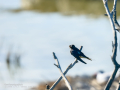 Golondrina común - Hirundo rustica - Oreneta