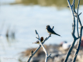 Golondrina común - Hirundo rustica - Oreneta