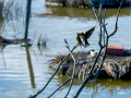 Golondrina común - Hirundo rustica - Oreneta