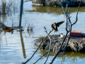 Golondrina común - Hirundo rustica - Oreneta