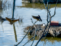 Golondrina común - Hirundo rustica - Oreneta