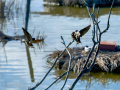 Golondrina común - Hirundo rustica - Oreneta