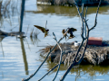 Golondrina común - Hirundo rustica - Oreneta