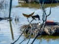 Golondrina común - Hirundo rustica - Oreneta