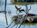 Golondrina común - Hirundo rustica - Oreneta