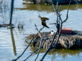 Golondrina común - Hirundo rustica - Oreneta