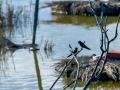 Golondrina común - Hirundo rustica - Oreneta