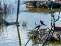 Golondrina común - Hirundo rustica - Oreneta