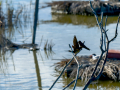Golondrina común - Hirundo rustica - Oreneta