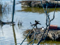 Golondrina común - Hirundo rustica - Oreneta
