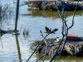 Golondrina común - Hirundo rustica - Oreneta