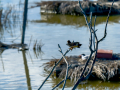 Golondrina común - Hirundo rustica - Oreneta