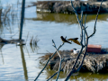 Golondrina común - Hirundo rustica - Oreneta
