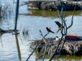 Golondrina común - Hirundo rustica - Oreneta