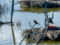 Golondrina común - Hirundo rustica - Oreneta