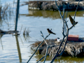 Golondrina común - Hirundo rustica - Oreneta