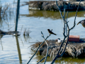 Golondrina común - Hirundo rustica - Oreneta