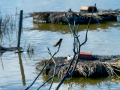 Golondrina común - Hirundo rustica - Oreneta