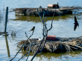 Golondrina común - Hirundo rustica - Oreneta