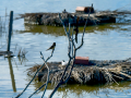 Golondrina común - Hirundo rustica - Oreneta
