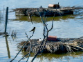 Golondrina común - Hirundo rustica - Oreneta