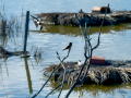 Golondrina común - Hirundo rustica - Oreneta