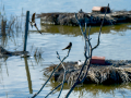 Golondrina común - Hirundo rustica - Oreneta