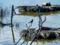 Golondrina común - Hirundo rustica - Oreneta