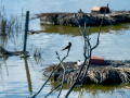 Golondrina común - Hirundo rustica - Oreneta