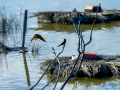 Golondrina común - Hirundo rustica - Oreneta