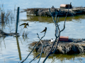 Golondrina común - Hirundo rustica - Oreneta