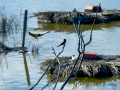 Golondrina común - Hirundo rustica - Oreneta