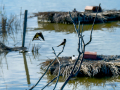 Golondrina común - Hirundo rustica - Oreneta