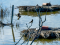Golondrina común - Hirundo rustica - Oreneta