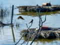 Golondrina común - Hirundo rustica - Oreneta