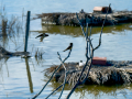 Golondrina común - Hirundo rustica - Oreneta
