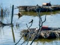 Golondrina común - Hirundo rustica - Oreneta